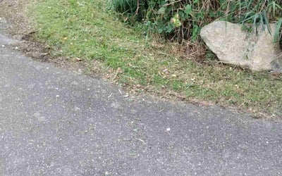 Photo of Trisha B.'s yard after getting lawn care in Bellingham, WA