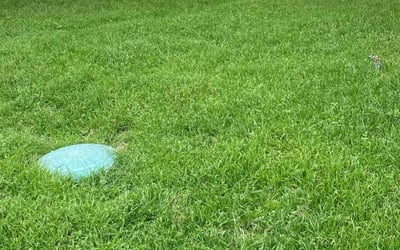 Photo of Janik N.'s yard after getting lawn care in Greenville, SC