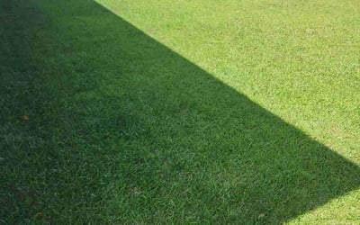 Photo of Randy B.'s yard after getting lawn care in Cantonment, FL