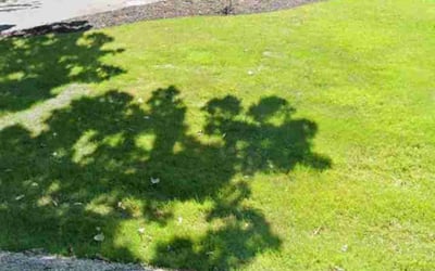 Photo of Oana G.'s yard after getting lawn care in Willowbrook, IL