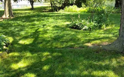Photo of Julie R.'s yard after getting lawn care in Elgin, TX