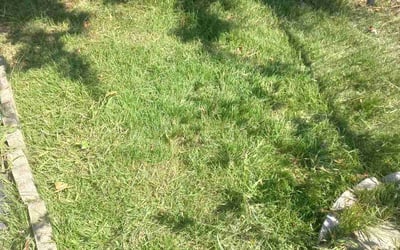 Photo of Lacey G.'s yard after getting lawn care in Trenton, NJ