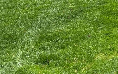Photo of Bev C.'s yard after getting lawn care in Sanger, CA