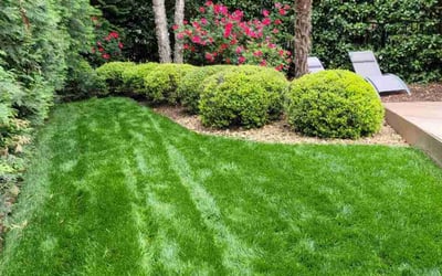 Photo of Alexis W.'s yard after getting lawn care in Cornelius, NC
