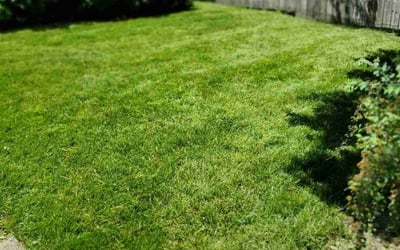 Photo of Char P.'s yard after getting lawn care in Justice, IL
