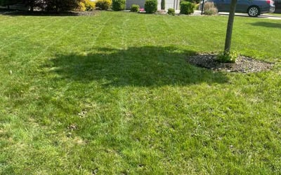 Photo of Kayla B.'s yard after getting lawn care in Rosemount, MN