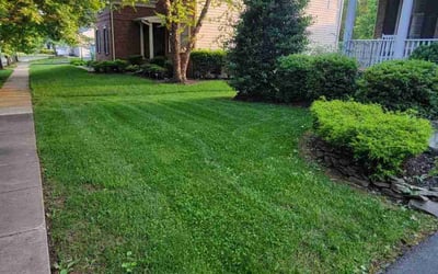 Photo of Tyrone B.'s yard after getting lawn care in Haymarket, VA