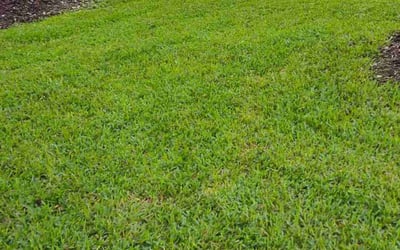 Photo of Shane W.'s yard after getting lawn care in St. Louis, MO