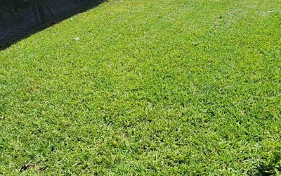 Photo of Ross M.'s yard after getting lawn care in Palm Harbor, FL
