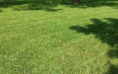 Photo of Ashley c.'s yard after getting lawn care in La Porte, TX