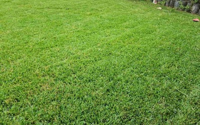 Photo of Steven L.'s yard after getting lawn care in Blacksburg, VA