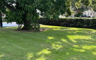 Photo of Katie P.'s yard after getting lawn care in Metairie, LA