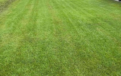 Photo of Latrice T.'s yard after getting lawn care in Monroeville, PA