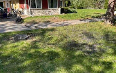 Photo of Charlotte O.'s yard after getting lawn care in Candler, NC