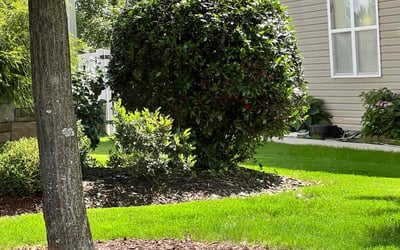 Photo of Leslie G.'s yard after getting lawn care in Charlotte, NC