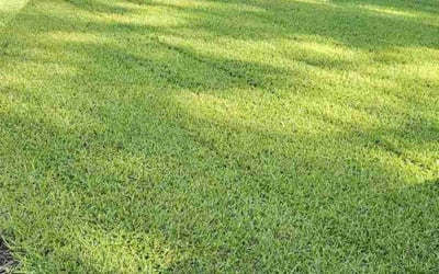 Photo of Gracelyn M.'s yard after getting lawn care in Leesville, SC
