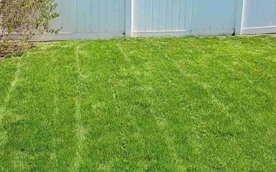 Photo of Lori A.'s yard after getting lawn care in Taylor, MI