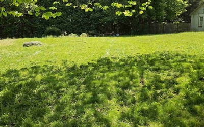 Photo of Wendell P.'s yard after getting lawn care in Orange, NJ
