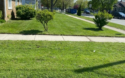 Photo of Latonya W.'s yard after getting lawn care in Dearborn, MI