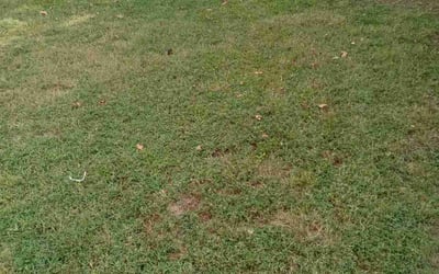Photo of Casey T.'s yard after getting lawn care in Vacaville, CA