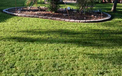 Photo of Amy M.'s yard after getting lawn care in Hurst, TX