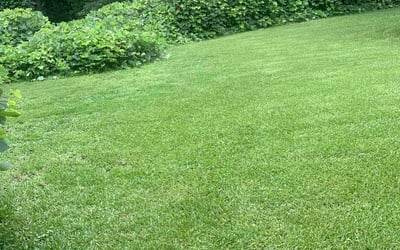 Photo of Michael L.'s yard after getting lawn care in Brookhaven, GA