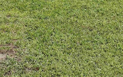 Photo of Laura P.'s yard after getting lawn care in Beaufort, SC