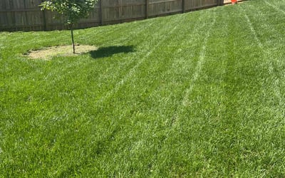 Photo of Freddie H.'s yard after getting lawn care in Dearborn, MI