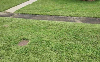 Photo of Bill G.'s yard after getting lawn care in Shreveport, LA