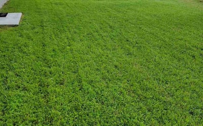 Photo of Brian V.'s yard after getting lawn care in Winter Haven, FL
