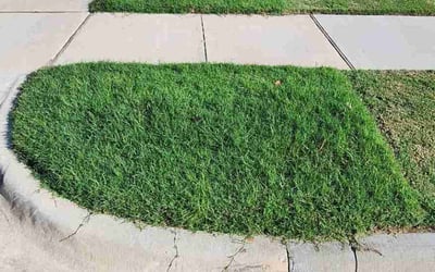 Photo of Alexis R.'s yard after getting lawn care in Denton, TX
