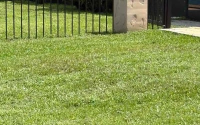 Photo of William C.'s yard after getting lawn care in Dunnellon, FL