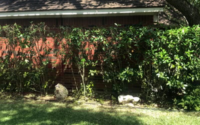 Photo of Edgar C.'s yard after getting lawn care in East Northport, NY