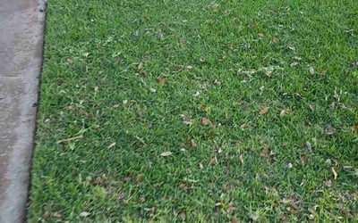 Photo of Mia W.'s yard after getting lawn care in New Milford, NJ