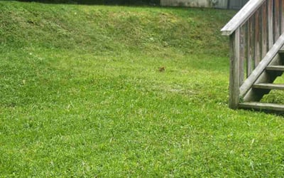 Photo of Ms. A.'s yard after getting lawn care in Yorktown Heights, NY