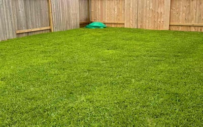 Photo of Lynita C.'s yard after getting lawn care in Belton, TX