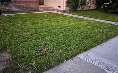 Photo of Maurice B.'s yard after getting lawn care in Buena Park, CA
