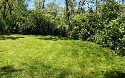 Photo of Mark M.'s yard after getting lawn care in Antioch, TN