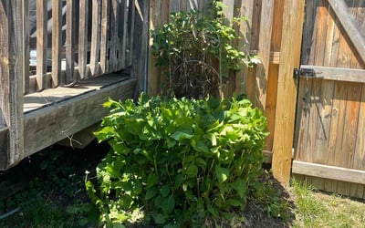Photo of Karen B.'s yard after getting tree care in Vinton, VA