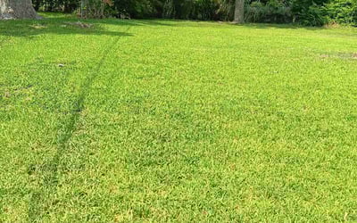 Photo of David B.'s yard after getting lawn care in Melrose, MA
