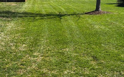 Photo of Jarvis S.'s yard after getting lawn care in Marietta, GA