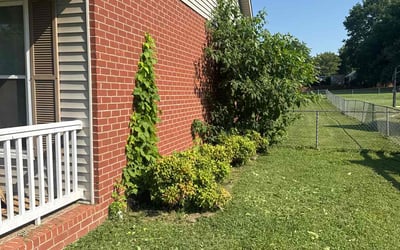 Photo of Rosa R.'s yard after getting lawn care in Springfield, MA