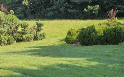 Photo of CYLE B.'s yard after getting lawn care in Hampton, GA
