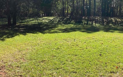 Photo of Tom S.'s yard after getting lawn care in Central, SC