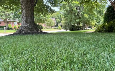 Photo of John D.'s yard after getting lawn care in Greer, SC