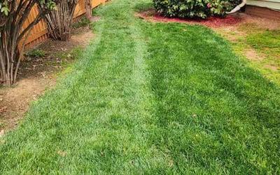 Photo of Percy H.'s yard after getting lawn care in North Dartmouth, MA