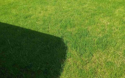 Photo of Carleen T.'s yard after getting lawn care in Romeoville, IL