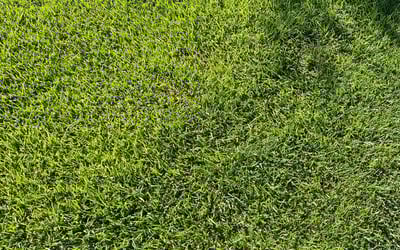 Photo of Cristy S.'s yard after getting lawn care in Prairieville, LA