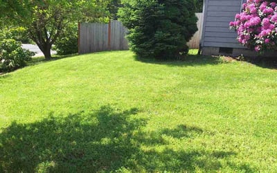 Photo of Michael K.'s yard after getting lawn care in Oregon City, OR
