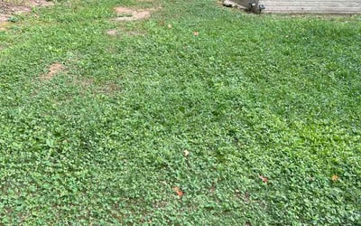 Photo of Sharon R.'s yard after getting lawn care in Waukesha, WI